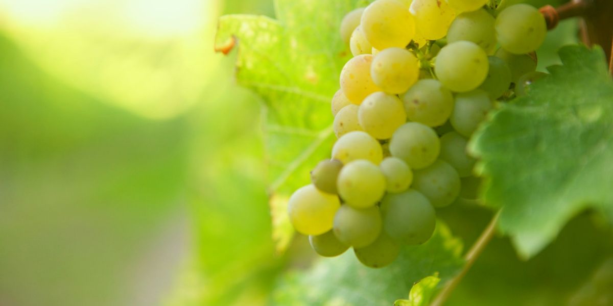 Five Things You should Know About Sauvignon Blanc