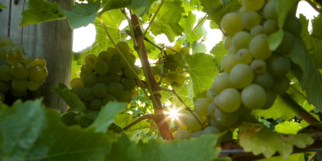 Blog image LDH Sauv blanc grapes