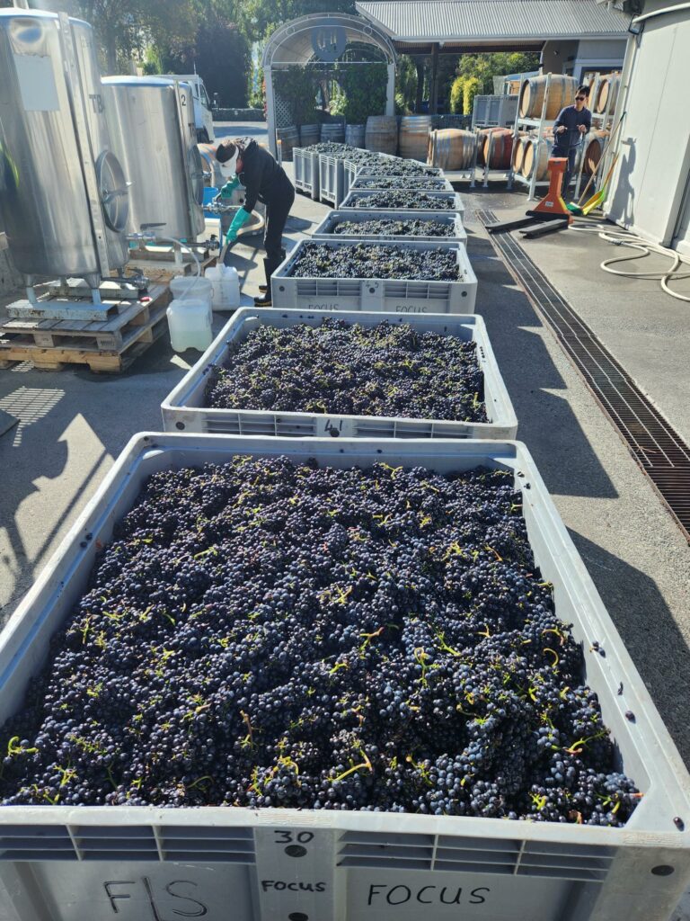 2023 Harvest winery PN arriving in a row